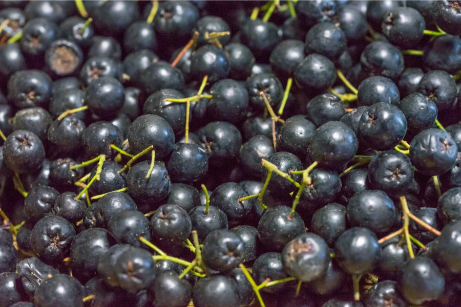 Arónia - superpotravina pre deti